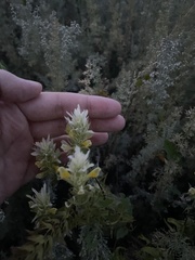 Melampyrum argyrocomum