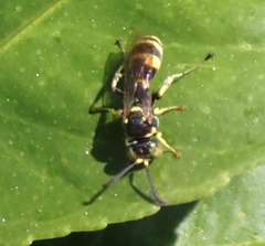 Ammatomus