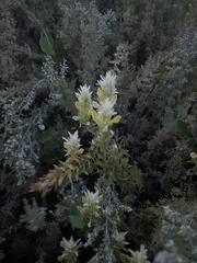 Melampyrum argyrocomum