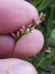 Persicaria mitis