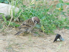 Passer montanus