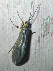 Dicosmoecinae