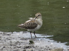 Calidris pusilla