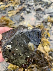 Lepidochitona cinerea