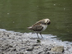 Calidris pusilla