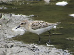 Calidris pusilla