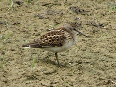 Calidris minutilla