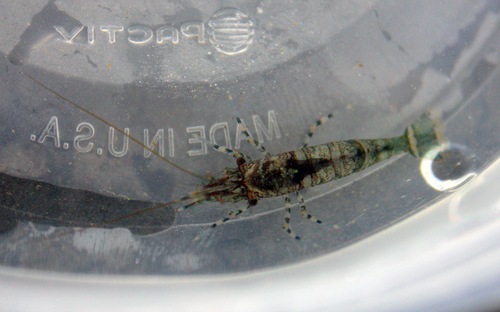 Heptacarpus sitchensis