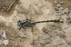 Phanogomphus sandrius
