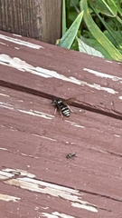 Vespula consobrina