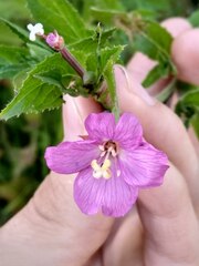 Epilobium hirsutum