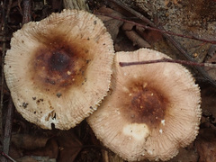 Russula puellaris
