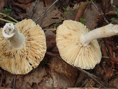 Russula puellaris
