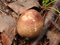 Russula puellaris