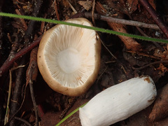 Russula puellaris