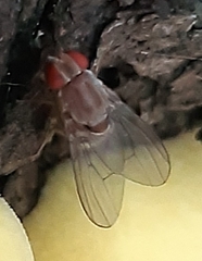 Leucophenga maculata