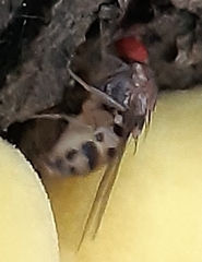 Leucophenga maculata