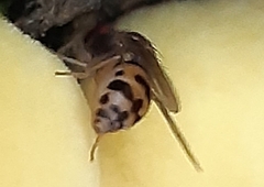 Leucophenga maculata