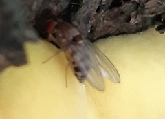 Leucophenga maculata