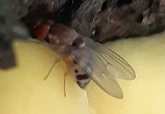 Leucophenga maculata