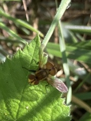 Gymnoclytia occidentalis