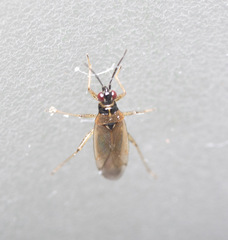 Dicyphus globulifer