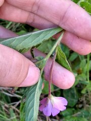 Epilobium hirsutum
