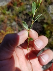 Polygonum achoreum