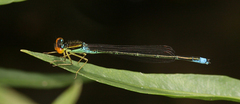 Enallagma antennatum