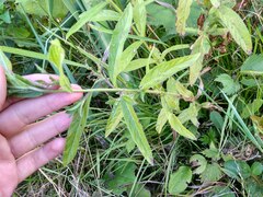 Epilobium hirsutum