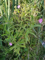 Epilobium hirsutum
