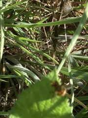 Gymnoclytia occidentalis
