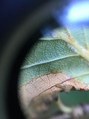 Trichopsocus