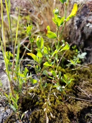 Polygonum achoreum
