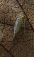 Trichopsocus