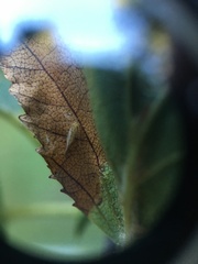 Trichopsocus