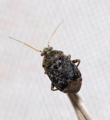 Charagochilus gyllenhalii
