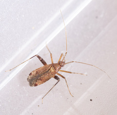 Phytocoris ulmi