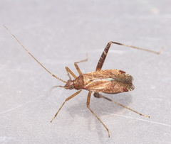 Phytocoris ulmi