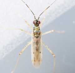 Dicyphus constrictus