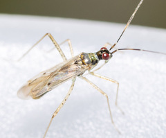 Dicyphus constrictus