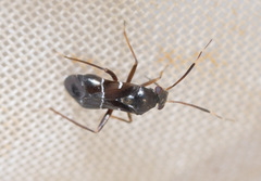 Pilophorus perplexus