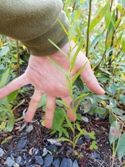 Achillea alpina