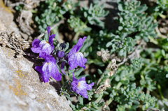 Linaria alpina alpina