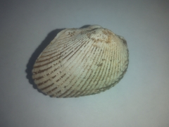 Anadara tuberculosa
