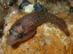 Lepadogaster purpurea