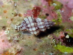 Cyrillia linearis