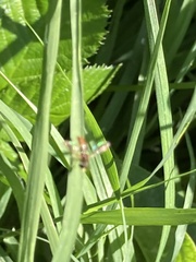 Toxomerus marginatus