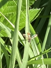 Toxomerus marginatus