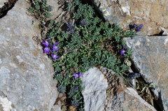 Linaria alpina alpina